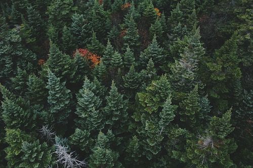 Evergreen Content: What it Is and How to Use it